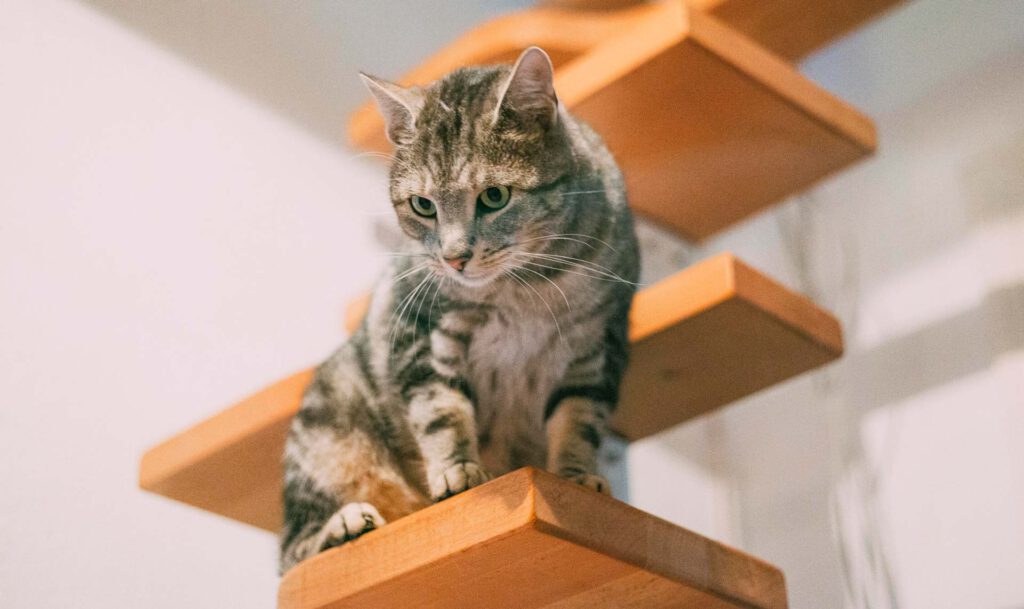 Katze von Britta Saborowski auf Stufen